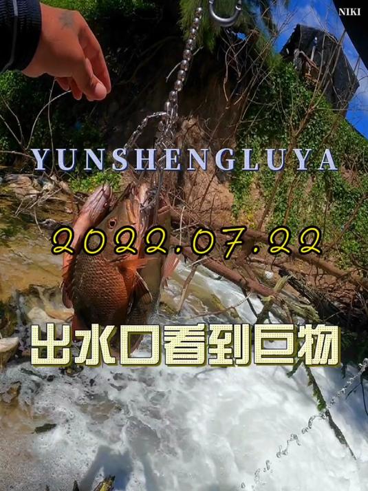 流水口惊现十斤龙胆石斑鱼,这是什么神仙运气!