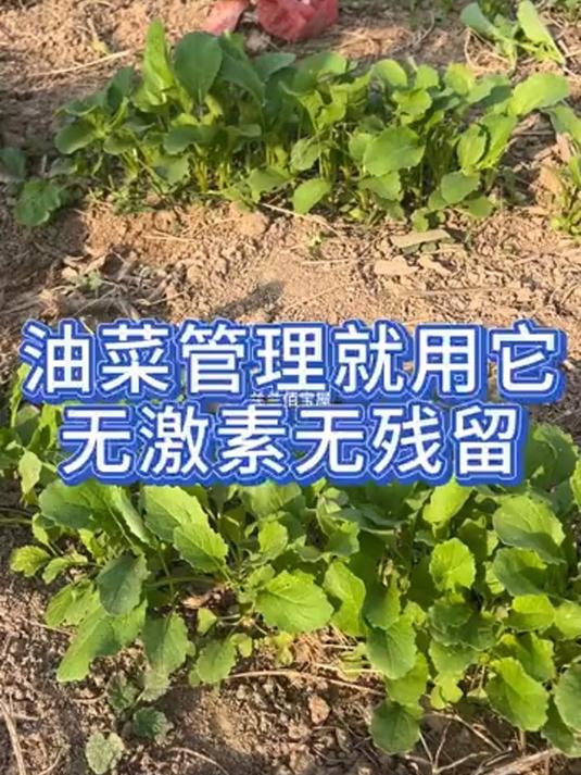 油菜管理就用,油菜丰产粒粒饱,无激素,无残留