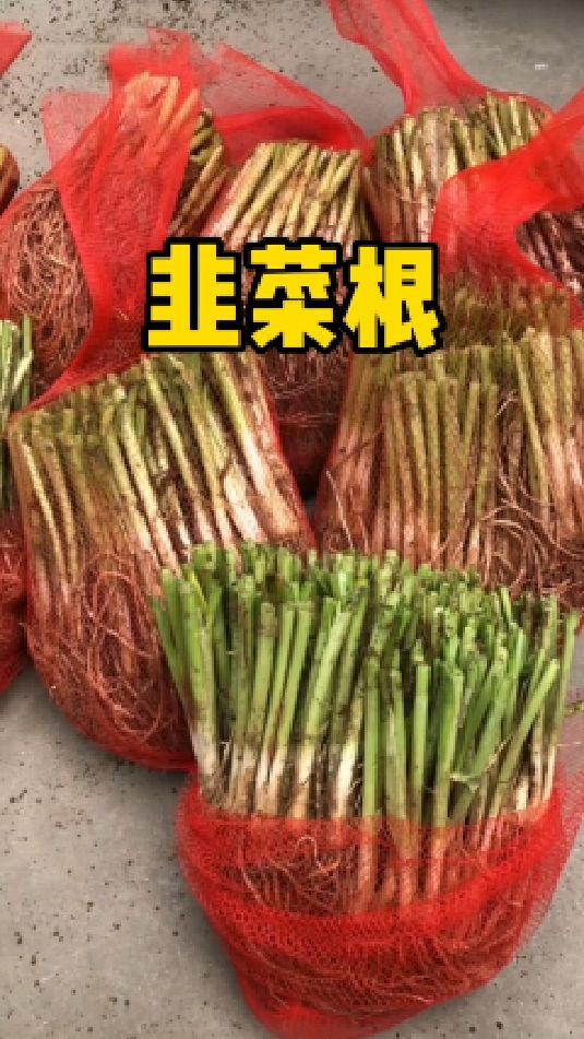 韭菜要想长得好,产量高,那就直接种韭菜根吧