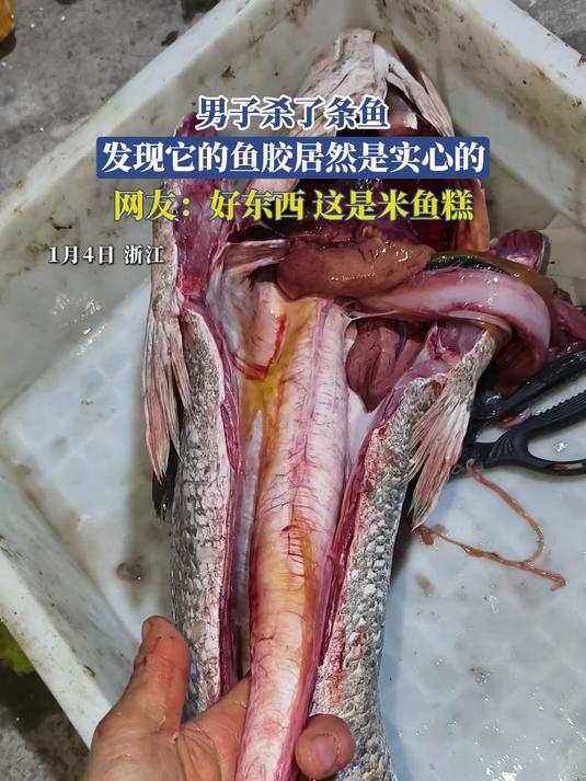 男子杀了条鱼，发现它的鱼胶居然是实心的，网友：这是米鱼糕