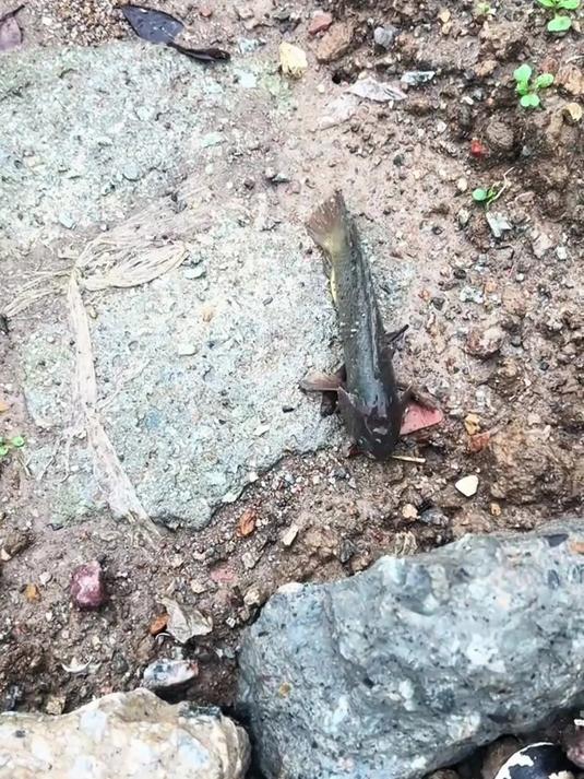 在陆地上行走的鱼