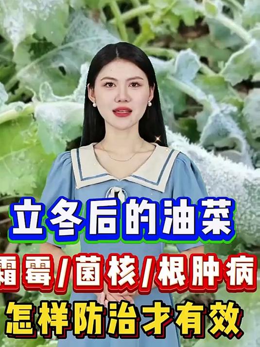 立冬后油菜易染病!霜霉菌和根肿咋防?快看这里!
