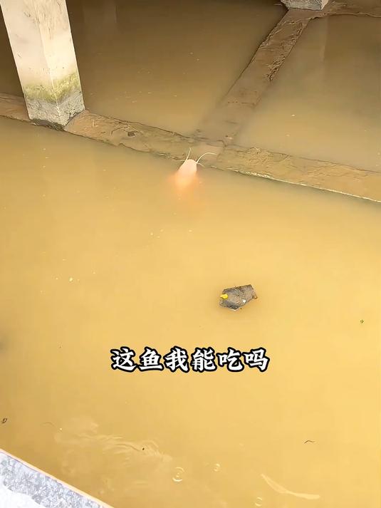 带你认识30种鱼类，你吃过几种？