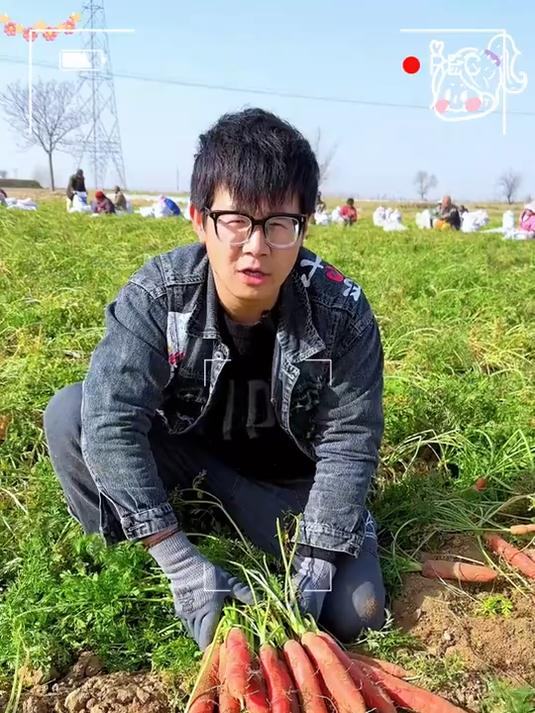 玫红色的水果胡萝卜生吃炒着吃都好吃