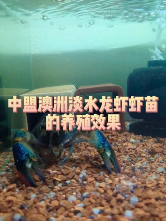 养殖利器!中盟澳洲淡水龙虾虾苗的养殖效果,实在不错!