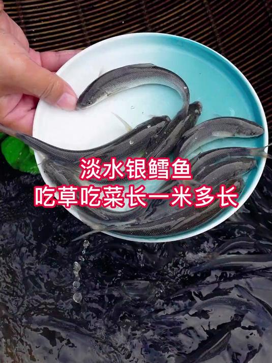 #四大家鱼养殖 #水产养殖 #水产养殖技术 #鱼苗 #鱼养殖