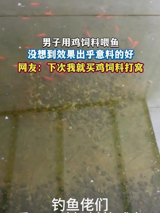 男子用鸡饲料喂鱼,没想到效果出乎意料的好,网友:下次我就买鸡饲料打窝