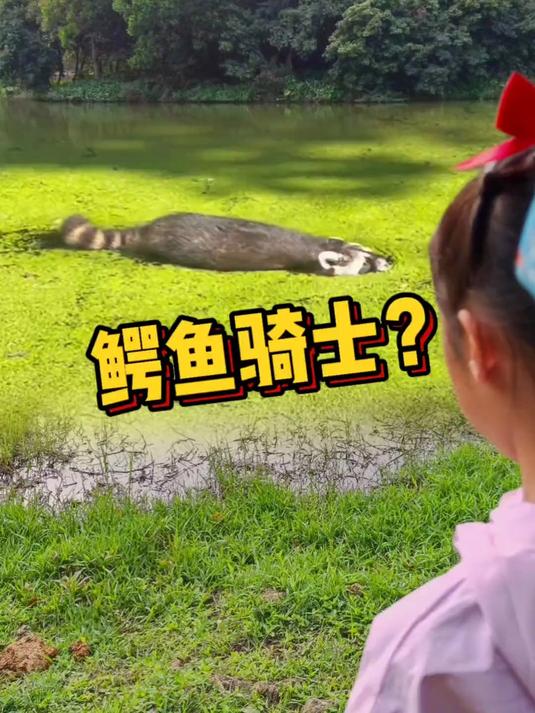 骑在鳄鱼背上的浣熊和在水里的袋鼠!