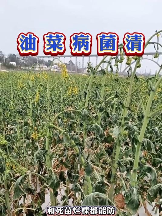 芭宝油菜病菌清,专治菌核病,霜霉病,猝倒根腐病等病害!