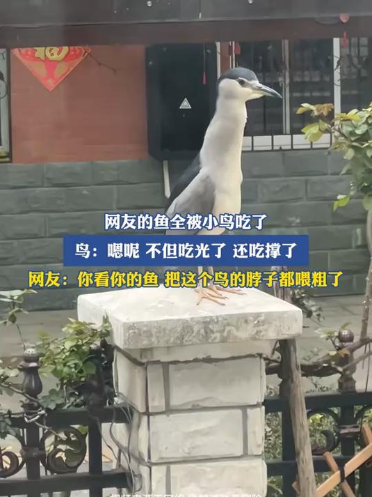 网友的鱼全被小鸟吃了,鸟:嗯呢,不但吃光了,还吃撑了