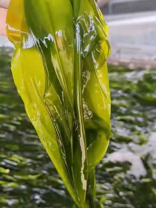 一口沦陷!海带苗鲜嫩治愈