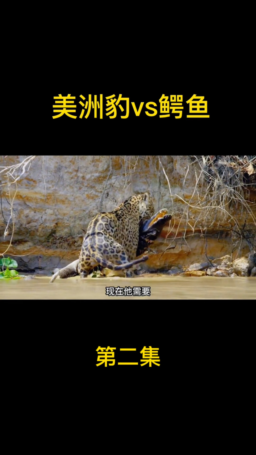 美洲豹vs鳄鱼《第二集》