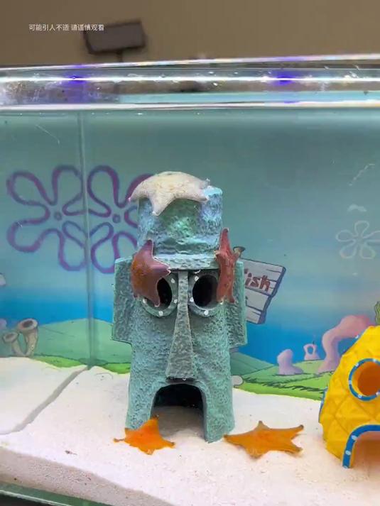海缸日记