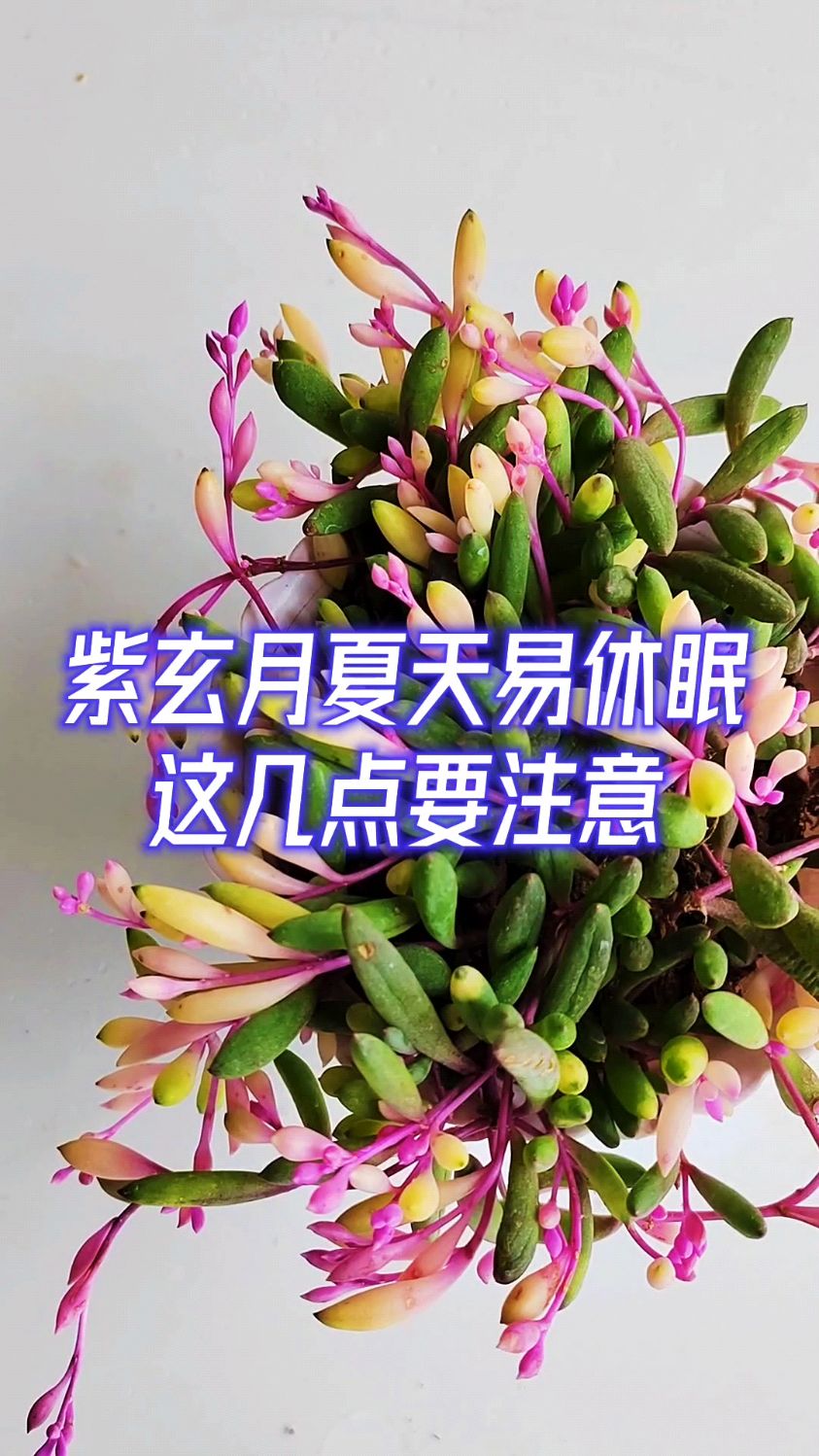 紫玄月夏天易休眠,这几点要注意