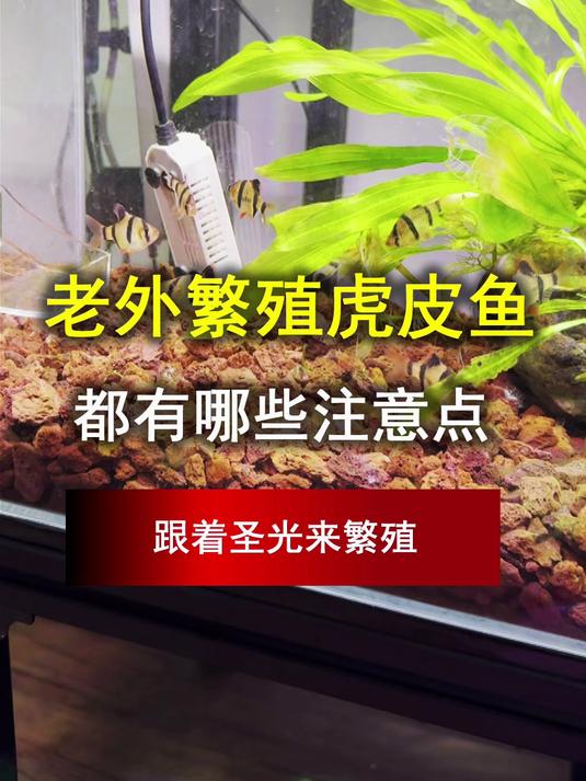 看看老外繁殖虎皮鱼都有哪些注意点,跟着圣光来繁殖