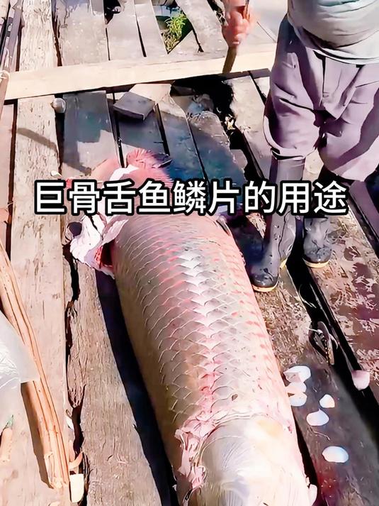 巨骨舌鱼鳞片的用途