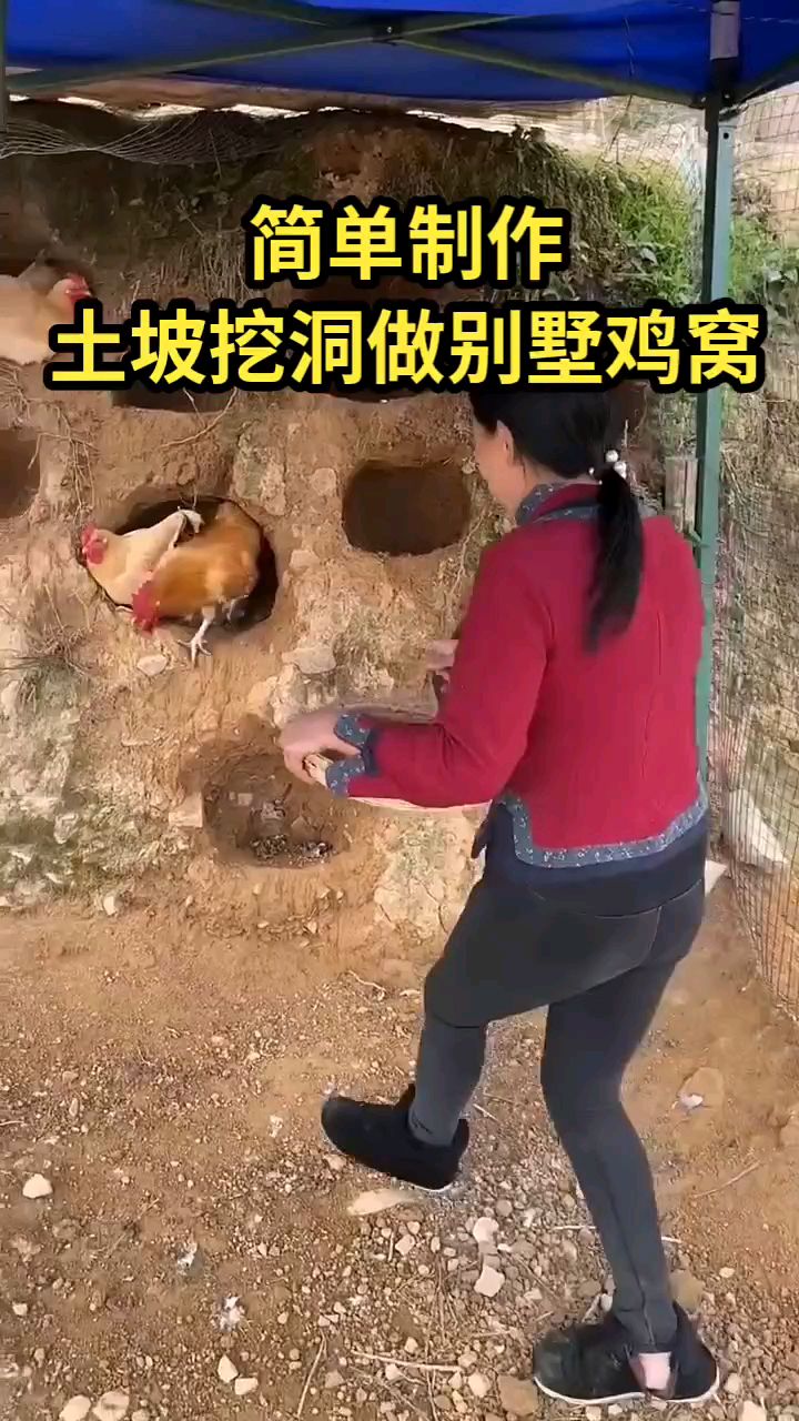 简单制作土坡挖洞做鸡窝