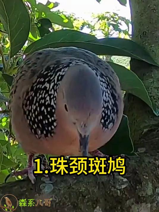 7种斑鸠的叫声,哪种才是大清早吵醒你的鸟叫声?
