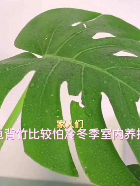 网红直播间爆款,龟背竹开洞叶片ins风,拍照背景墙首选