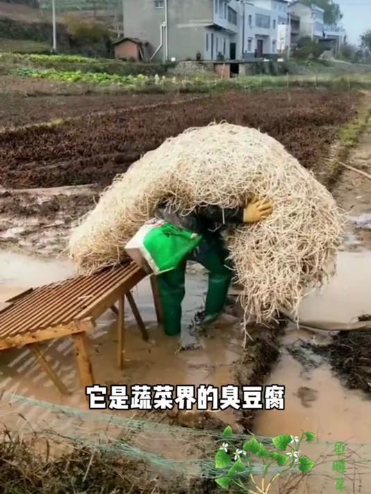 爱吃折耳根的有福了，贵州特产香辣鱼腥草，香辣爽口，下酒又下饭