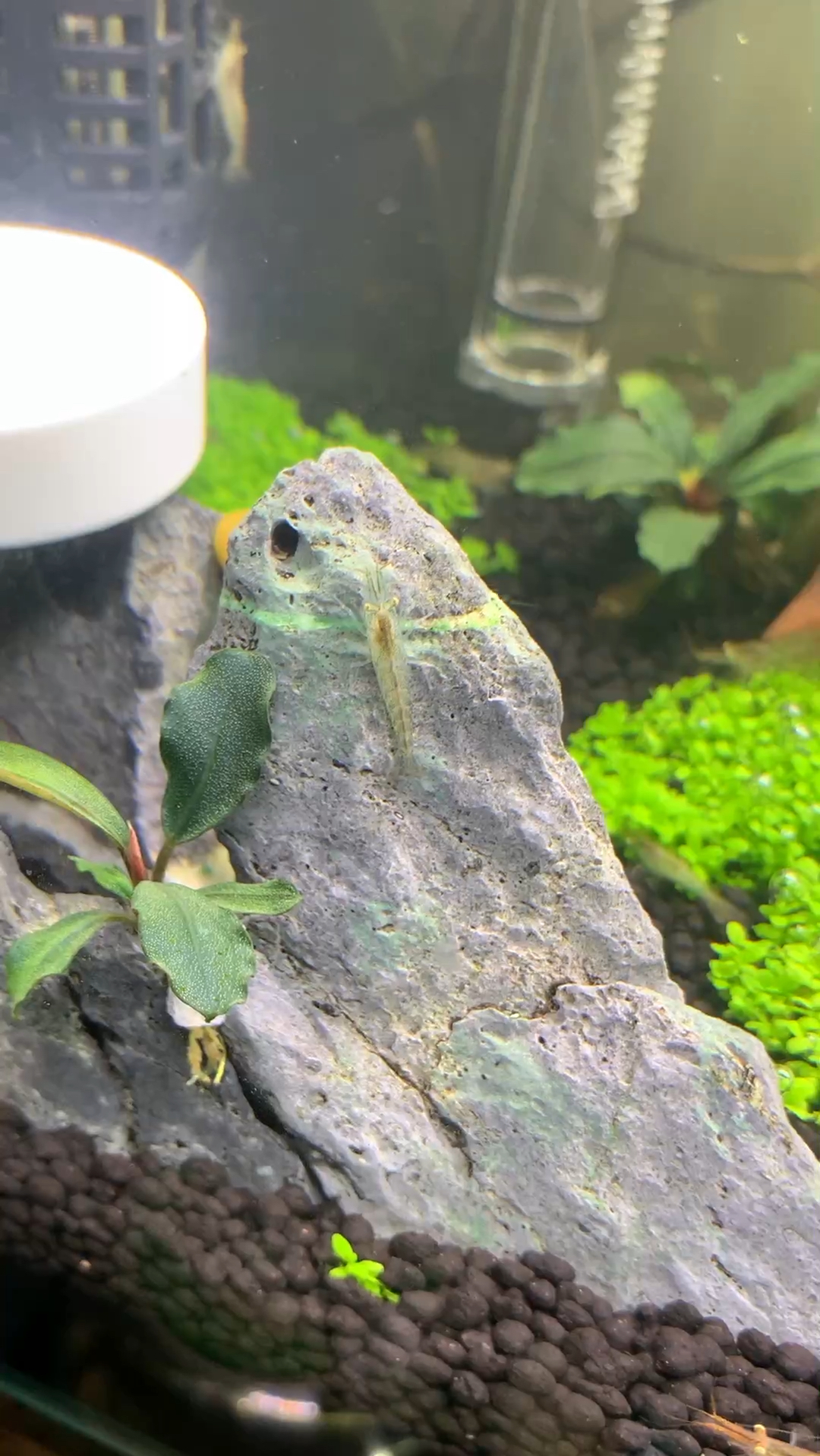 蓝色黑壳虾和红色黑壳虾还有绿色黑壳虾,真是视觉盛宴