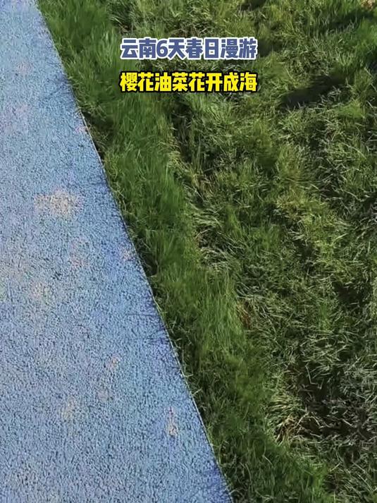 云南6天春日漫游樱花油菜花开成海#花满春城我代言#