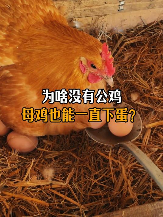 为啥没有公鸡母鸡也能一直下蛋?