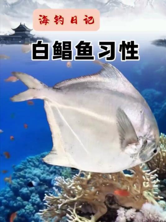 “深海银宝石”白鲳鱼的习性