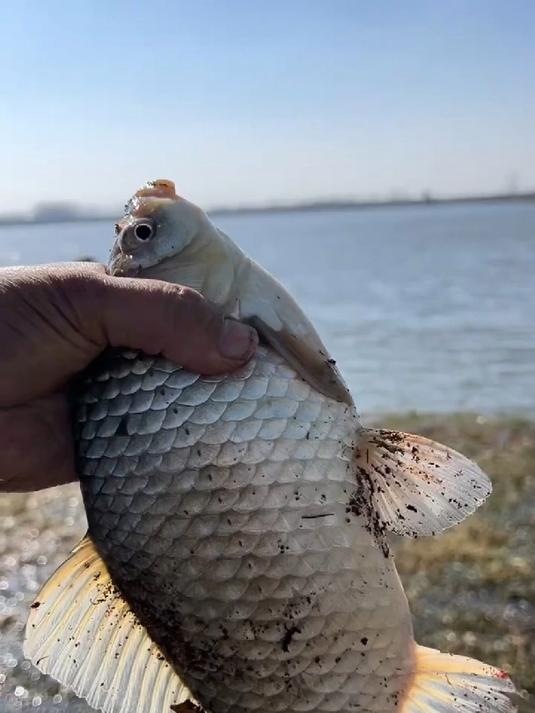 把你钓的大鲫鱼拍个照片来看看
