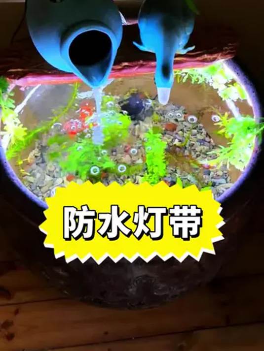 家里鱼缸鱼池就选这灯带 鱼儿显色鲜艳看得清