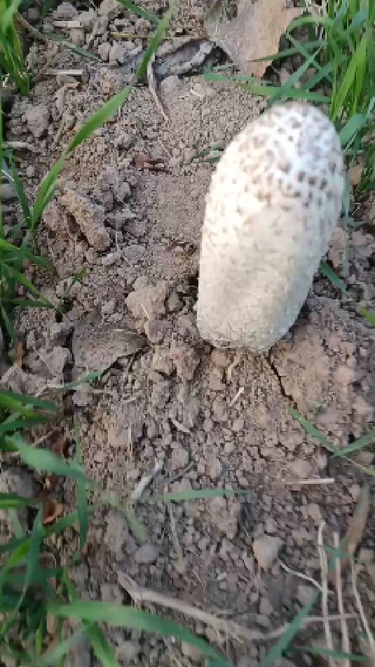 西北有肉苁蓉,东北有草苁蓉,我们中原有白苁蓉!