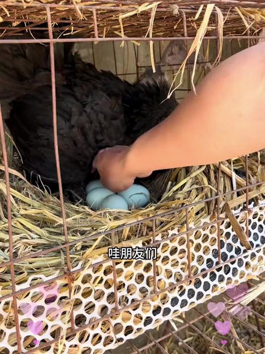 现捡现发超新鲜!绿壳乌鸡蛋顺丰冷链护航,颗颗带露珠到家