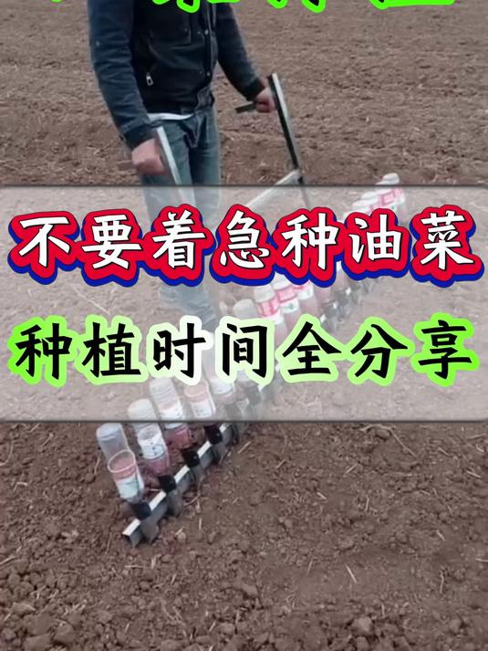 不要着急种油菜 种植时间全分享