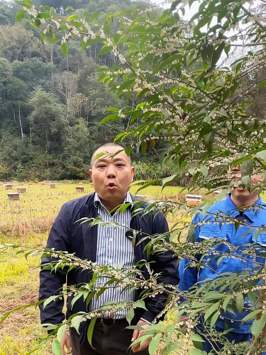 我们婺源的晚冬桂，迎来大开花流蜜，它是世界上一种特有蜜种，在我国被评为蜂蜜之王#三农#