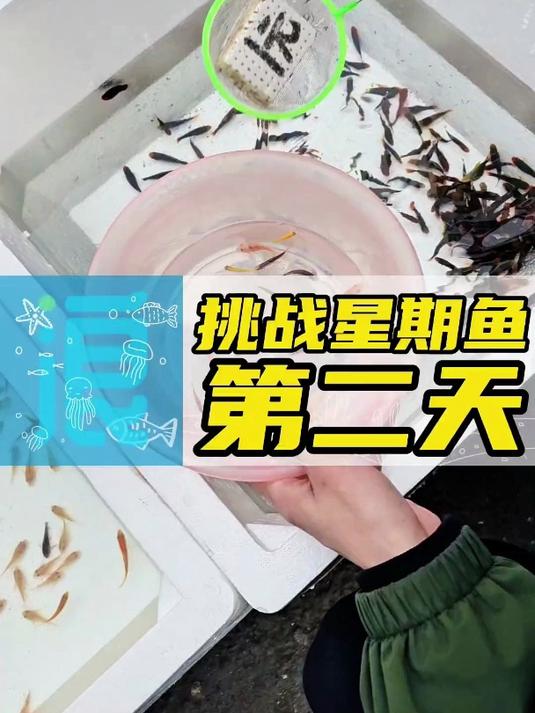 挑战路边摊5毛一条星期鱼能否养活的第二天