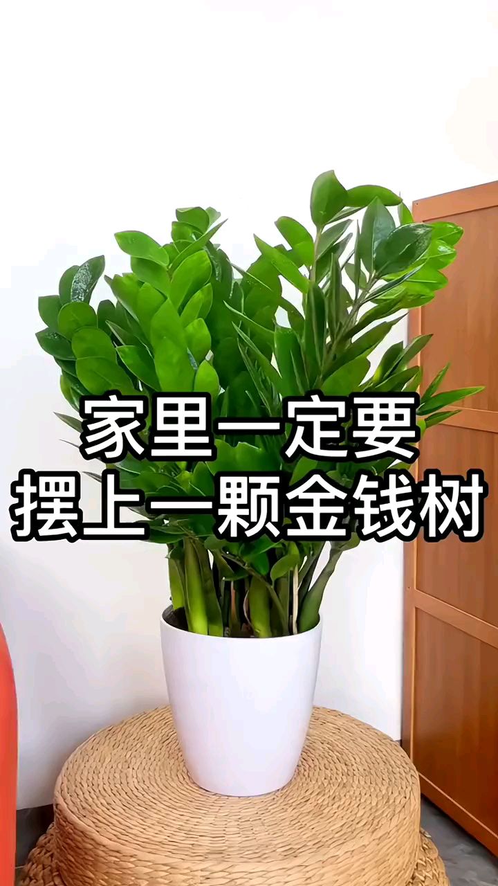金钱树又叫