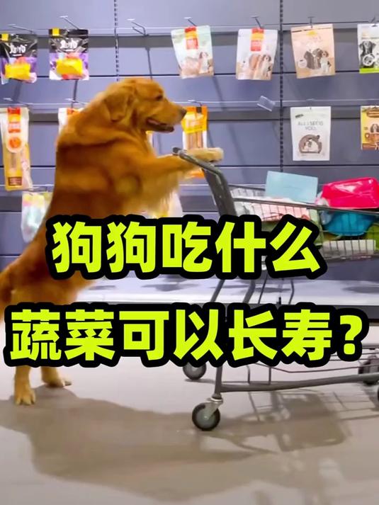 狗狗吃什么蔬菜可以长寿?