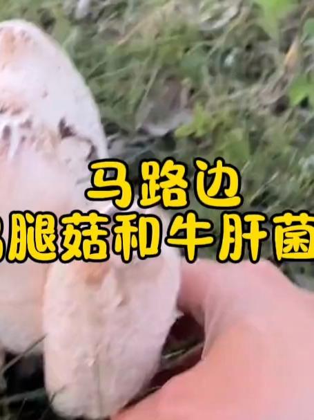 马路边捅了鸡腿菇和牛肝菌的老窝，实现蘑菇自由～