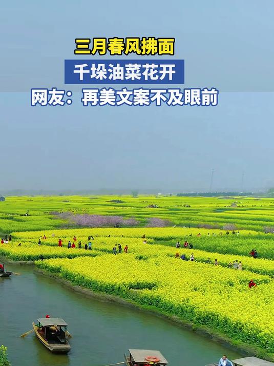 三月春风拂面 千垛油菜花开 网友：再美文案不及眼前