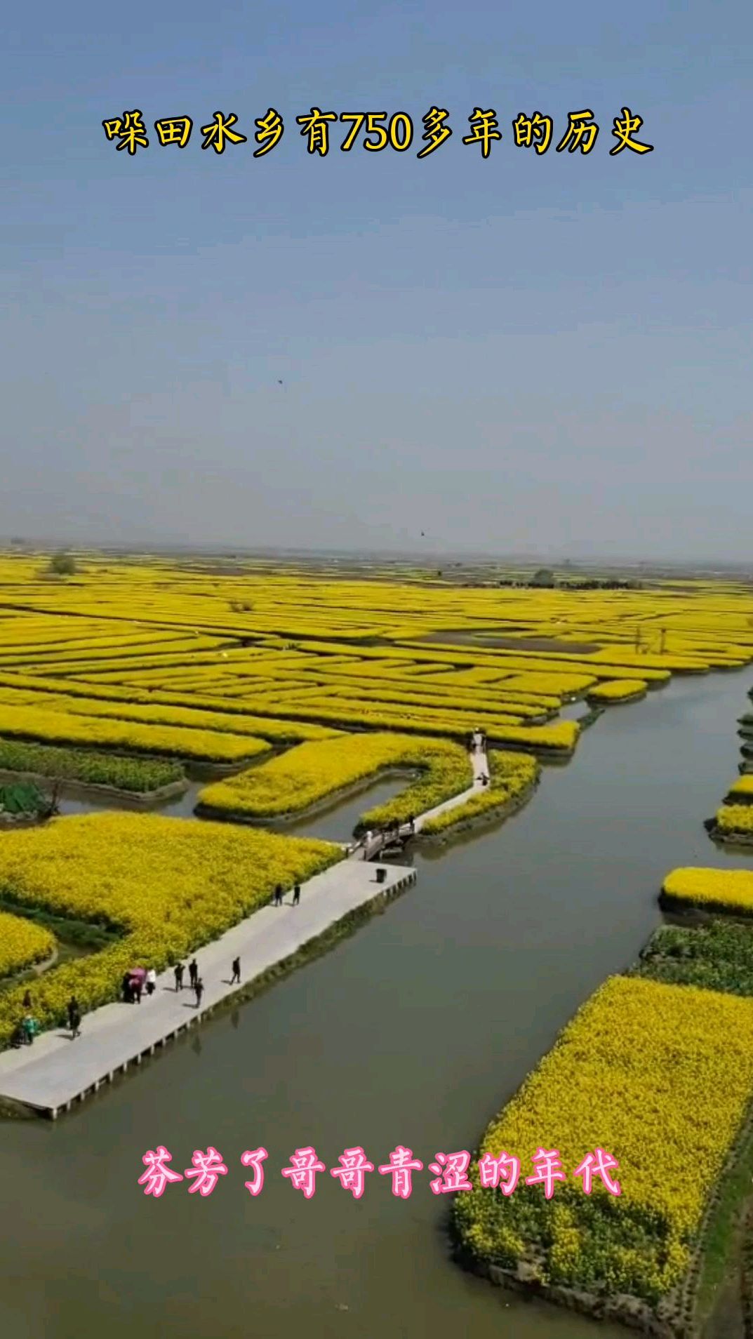 沟壑纵横的千垛菜花风景区,欣赏750多年垛田,盛开的油菜花景色优美