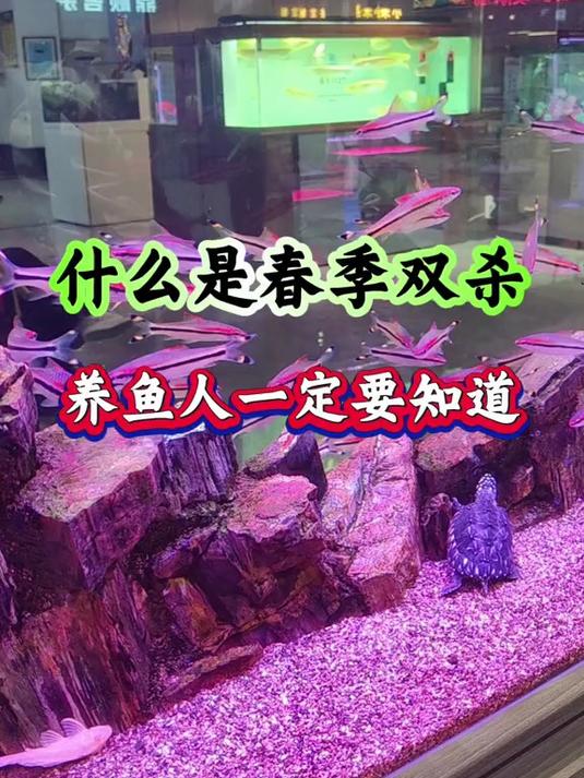 什么是春季双杀?