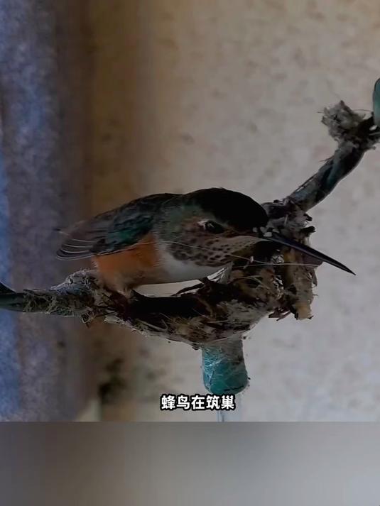 鳄鱼