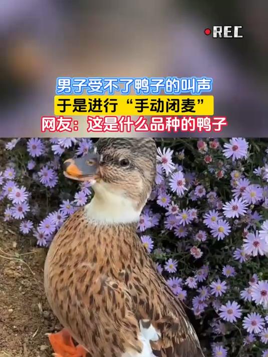 男子受不了鸭子的叫声,于是进行“手动闭麦”