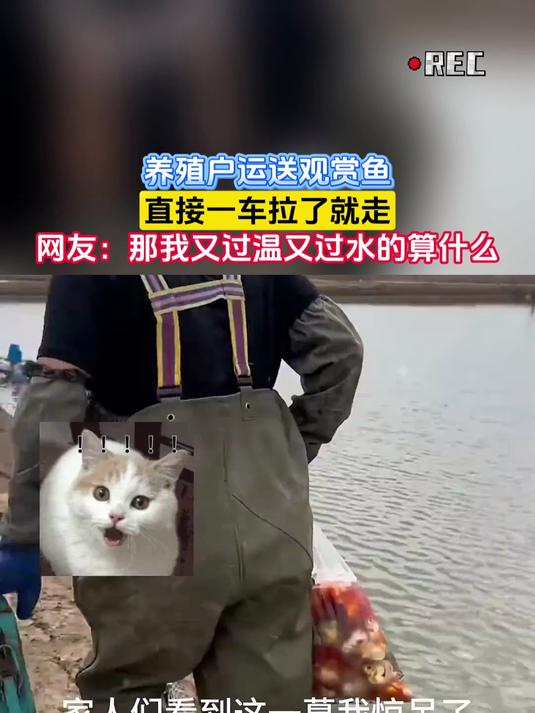 养殖户运送观赏鱼，直接一车拉了就走
