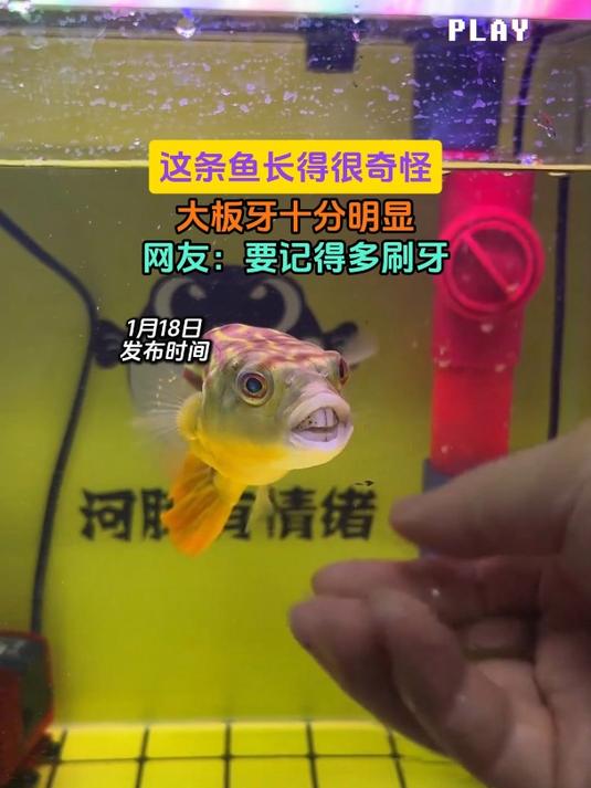 这条鱼长得很奇怪,大板牙十分明显,网友:要记得多刷牙