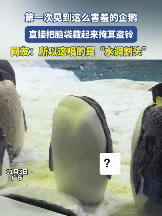 第一次见到这么害羞的企鹅,直接把脑袋藏起来掩耳盗铃