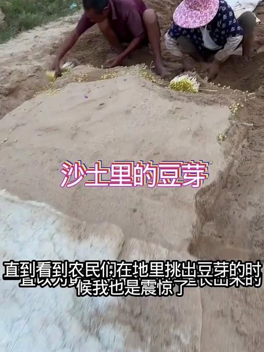细致的沙土长出黄豆芽