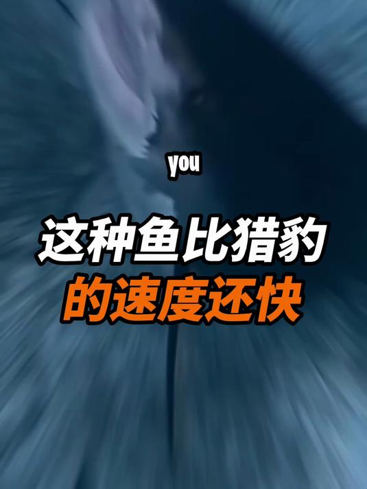 这种鱼比猎豹的速度还快。