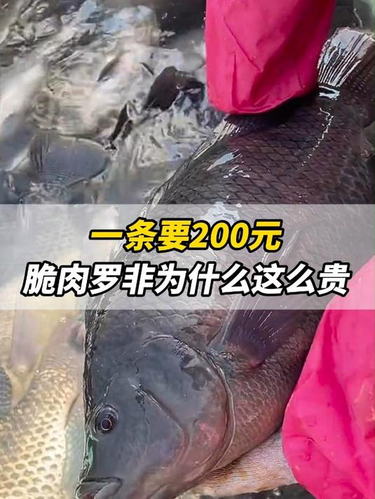一条要200元,脆肉罗非为什么这么贵?