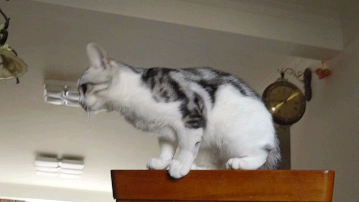 小猫看见30斤鱼会有什么反应 #潮级玩家# 铲屎官给小猫买了30斤鱼,看见鱼小猫就疯狂了